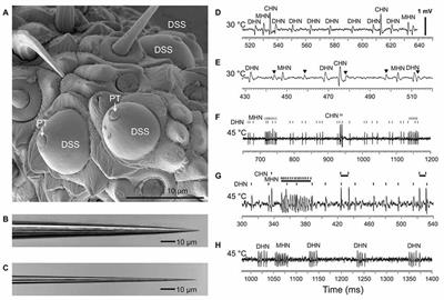 Neural Code for Ambient Heat Detection in Elaterid Beetles